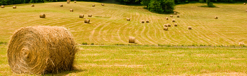 Agricultural Real Estate